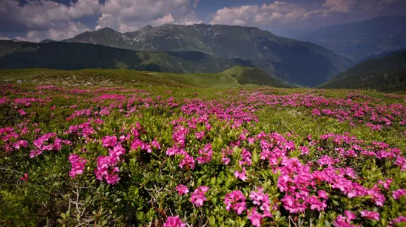 Rodnei - Milioane de rhododendroni