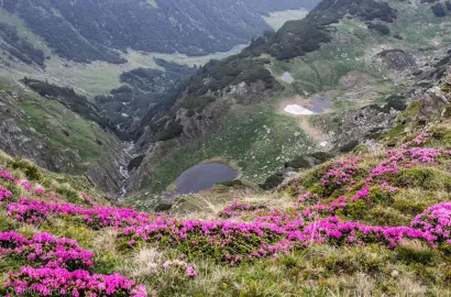 Culmi, rhodo și lacuri Făgărășene