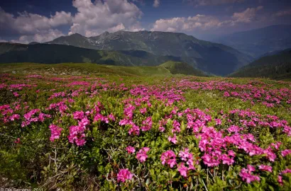 Rodnei - Milioane de rhododendroni