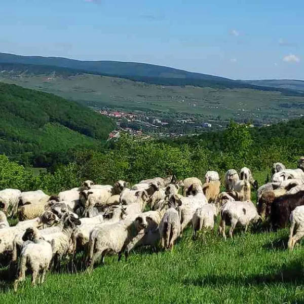 alergare, pe dealul Lazului