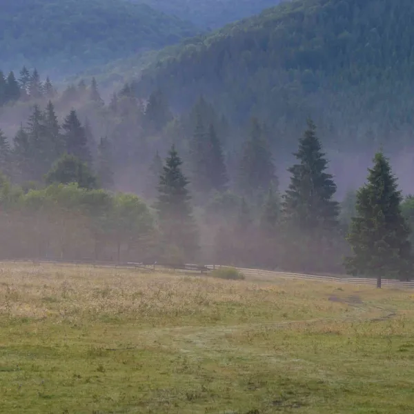 Ciucas, la flori de colt