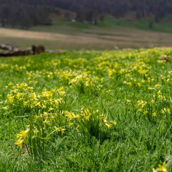 Tufărișuri mediteraneene și narcise în Mehedinți, MERINITO
