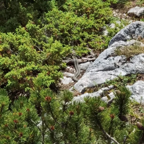 Vipera ce părea uscată