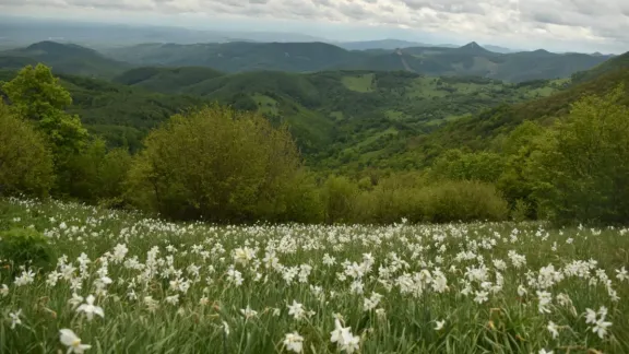 Trascău - narcise, nu chei!
