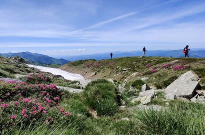 Munții Rodnei, două zile la rhododendron