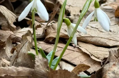 Concurs prietenesc Faget - alergare 17-24 februarie 2024