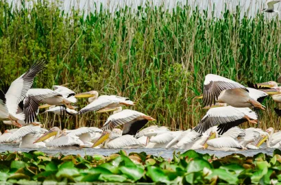 Cu caiacul în Delta Dunării, reloaded