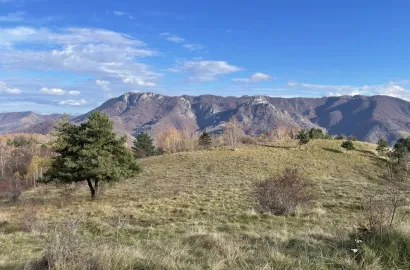 Bălăureală/balaureală prin…livada de pruni 