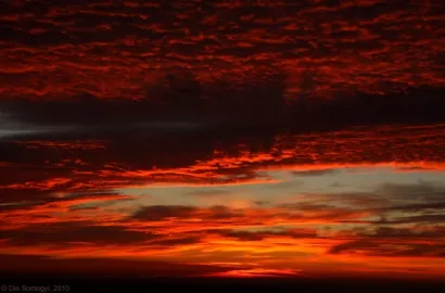 Padure, padure nebuna I