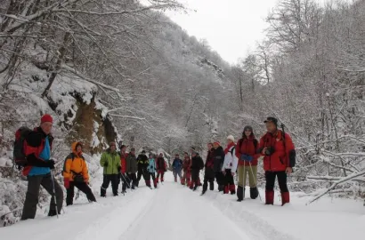 Prin padurea de argint