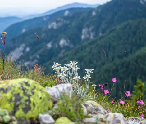 In cautarea florilor-de-colt ale Ciucasului MERINITO