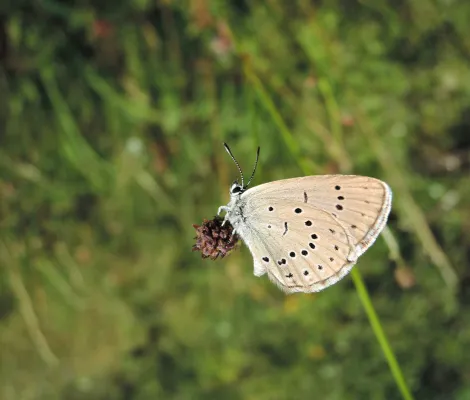 LA PAS PRIN ȚINUTUL FLUTURELUI ALBASTRU - Luna de Jos (com. Dăbâca,Cluj)