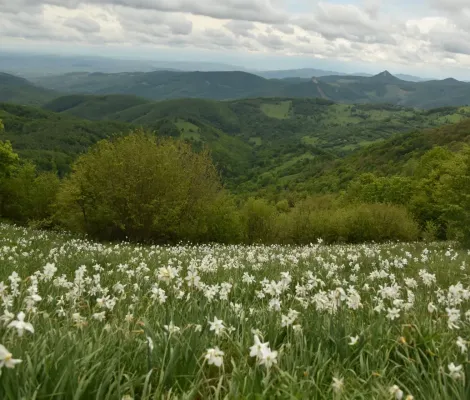 Trascău - narcise, nu chei!