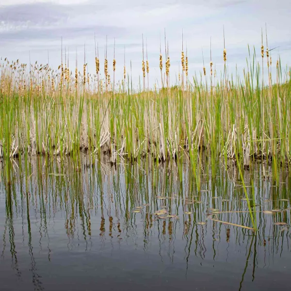 Cu caiacul în Delta Dunării