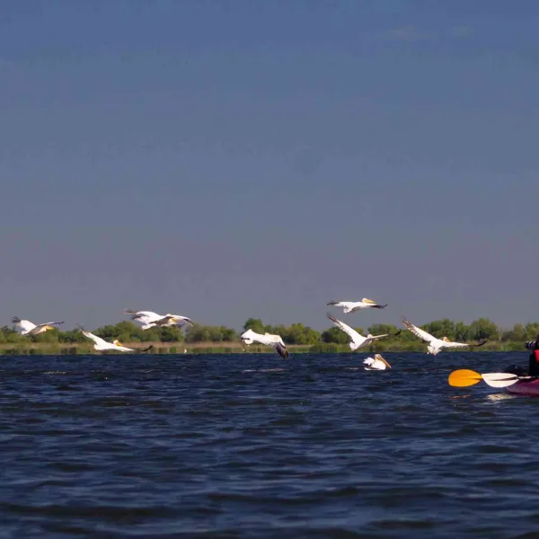 Cu caiacul în Delta Dunării