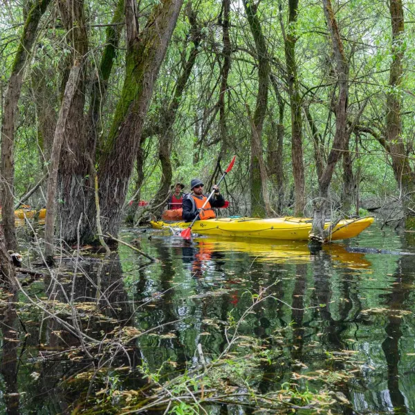 Cu caiacul în Delta Dunării