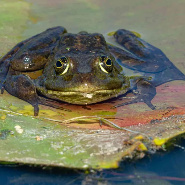 Cu caiacul în Delta Dunării