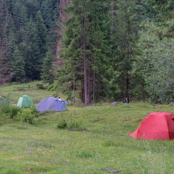 Drumeție la rhododendron, UMT Software