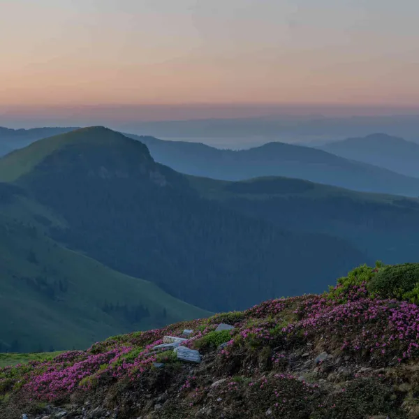 Drumeție la rhododendron, UMT Software