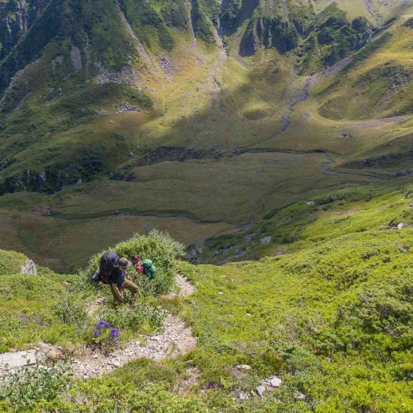 Vara în vestul Făgărașilor, MERINITO