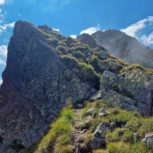 Vara în vestul Făgărașilor, MERINITO