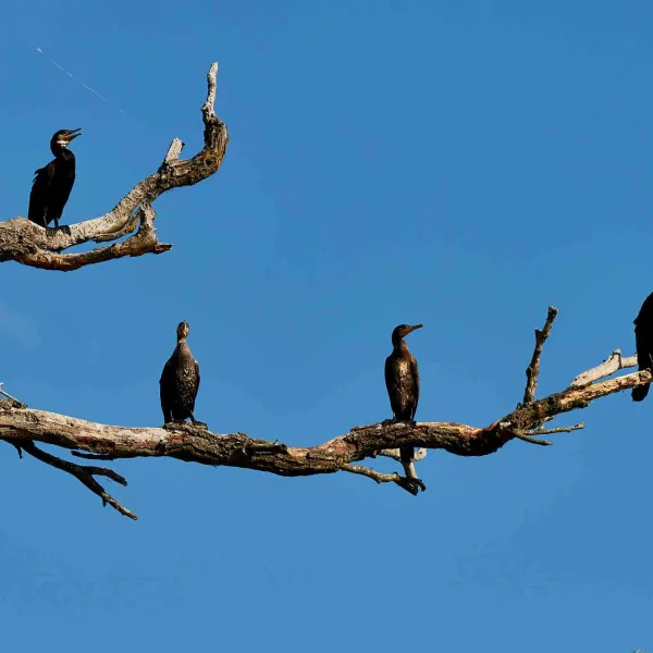 Cu caiacul în Delta Dunării, iulie 2022