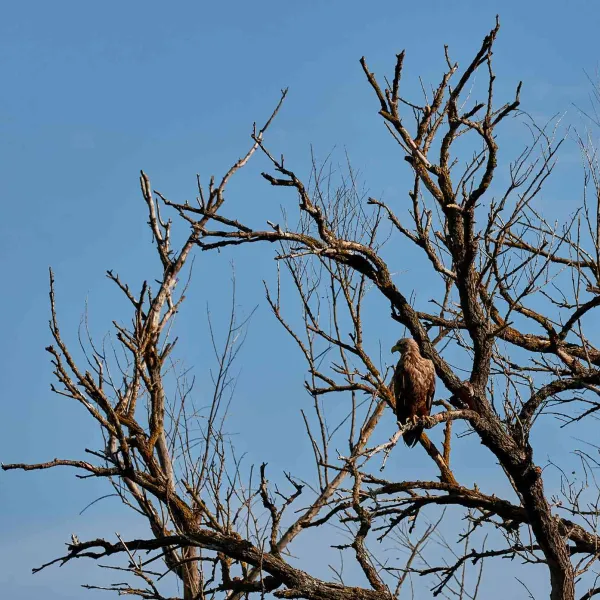 Cu caiacul în Delta Dunării, iulie 2022