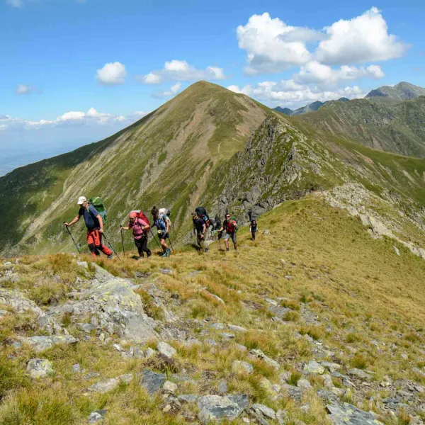 Vara în vestul Făgărașilor, MERINITO