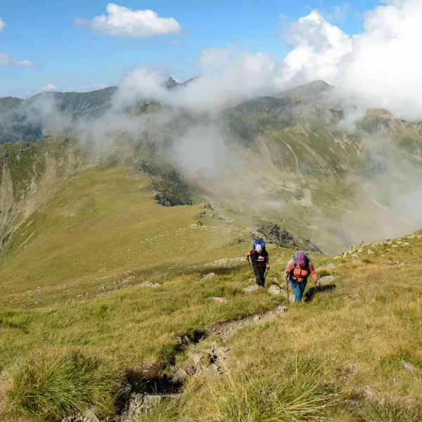 Vara în vestul Făgărașilor, MERINITO