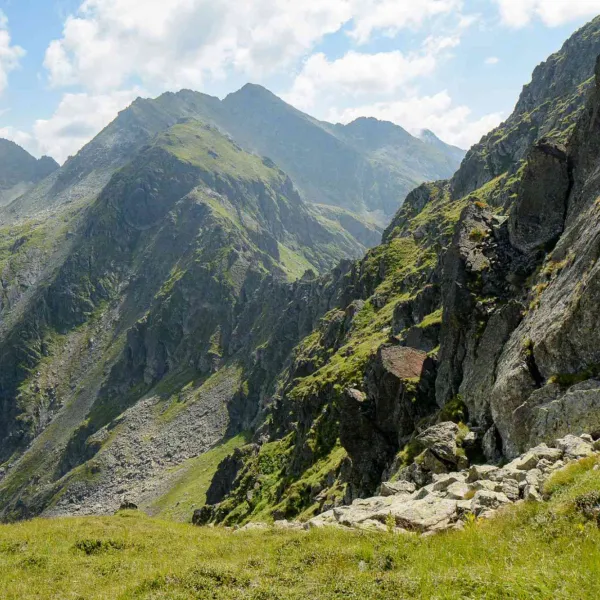 Vara în vestul Făgărașilor, MERINITO