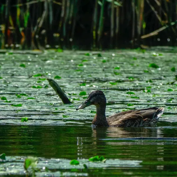 Cu caiacul în Delta Dunării, iulie 2022