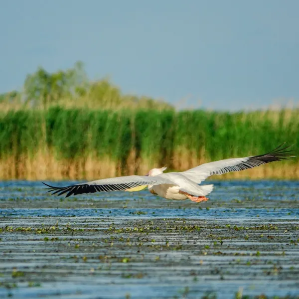 Delta din caiac 2024