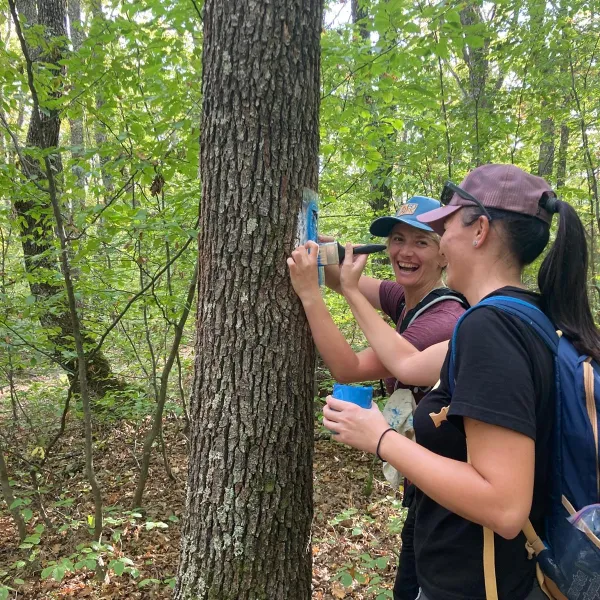 Marcaj traseul Someșului Cald (II)